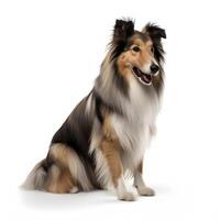 Collie breed dog isolated on a clear white background photo