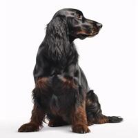 Gordon Setter breed dog isolated on a clear white background photo