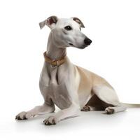 Whippet breed dog isolated on a clear white background photo