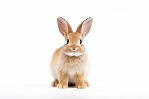 un marrón Conejo es sentado en un blanco antecedentes ai generativo foto