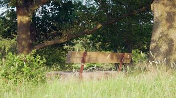 A bench sitting in the grass near a tree video