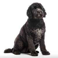portuguese water dog breed dog isolated on a bright white background photo