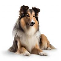 Collie breed dog isolated on a clear white background photo