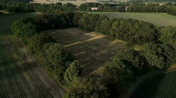 aereo Visualizza di un' grande campo con alberi video