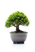 a bonsai tree in a pot on a white background AI Generated photo