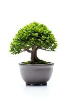 un bonsai árbol en un maceta en un blanco antecedentes ai generado foto