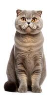 Scottish Fold cat sitting on white background AI Generative photo