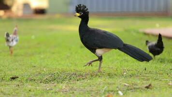 männlicher erwachsener kahlgesichtiger curassow video