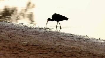 animal desnudo enfrentó ibis video