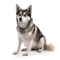 Alaskan Klee Kai breed dog isolated on a white background photo