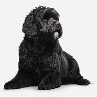 portuguese water dog breed dog isolated on a bright white background photo