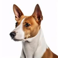 ai generativo basenji raza perro aislado en un claro blanco antecedentes foto