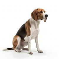 american foxhound breed dog isolated on a white background photo