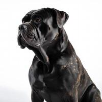 cane corso breed dog isolated on a clear white background photo