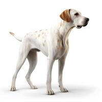 Finnish hound breed dog isolated on a white background photo