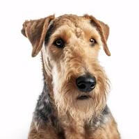 airedale terrier breed dog isolated on a clear white background photo