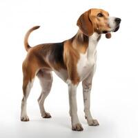 american foxhound breed dog isolated on a white background photo