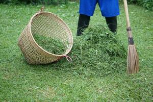 Close up man holds broom to sweep grass after mowing and put into basket. Concept, get rid of grass around house and community for safety from harzadouse insects or poison animals. photo