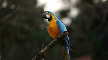 Adult Blue and yellow Macaw video