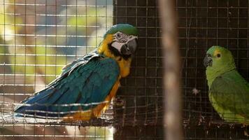 volwassen blauw-en-geel ara gered herstellen voor vrij herintroductie video