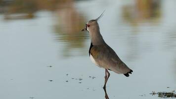 Adult Southern Lapwing Bird video