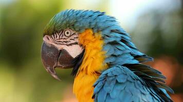 Adult Blue-and-yellow Macaw video