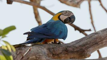 Adult Blue and yellow Macaw video