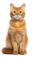 Javanese cat sitting on white background AI Generative photo