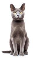 Korat cat sitting on white background AI Generative photo