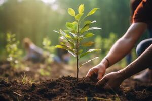 Man's hand planting a new tree in dirt in an urban park photo