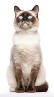 Snowshoe cat sitting on white background AI Generative photo