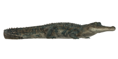 alligator isolerat på en transparent bakgrund png