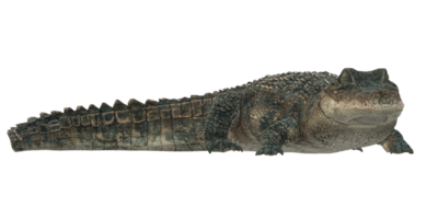 Alligator isoliert auf ein transparent Hintergrund png