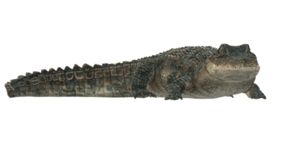 alligator geïsoleerd Aan een transparant achtergrond png