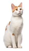 Japanese Bobtail cat sitting on white background AI Generative photo