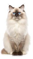 Ragdoll cat sitting on white background photo