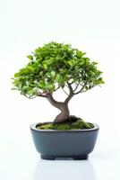 a bonsai tree in a pot on a white background AI Generated photo