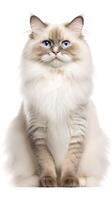 Ragdoll cat sitting on white background photo