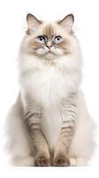 Ragdoll cat sitting on white background AI Generative photo