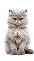 Selkirk Rex cat sitting on white background AI Generative photo