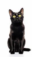 black Bombay cat sitting on white background AI Generative photo