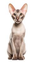 un sphynx oriental cabello corto gato sentado en blanco antecedentes ai generativo foto