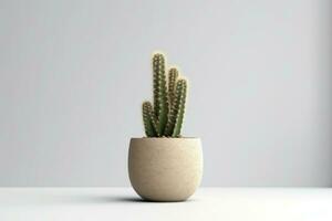 cactus in pot isolated on white background AI Generated photo