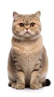 Scottish Fold cat sitting on white background AI Generative photo