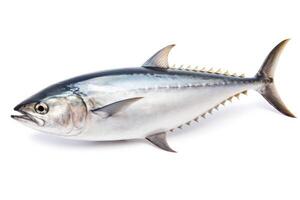 fresh bonito fish isolated on white background photo