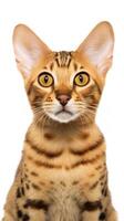 Ocicat cat is looking at the camera AI Generative photo