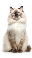 Ragdoll cat sitting on white background photo