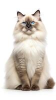 Ragdoll cat sitting on white background AI Generative photo