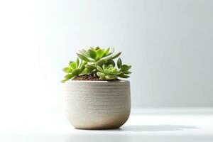 succulent Plant with pot isolated on white background AI Generated photo