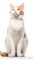 Japanese Bobtail cat sitting on white background AI Generative photo